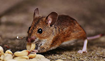 24 Hour & Emergency Exterminators in West Newbury, MA